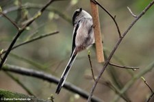 Mitteleuropäische Schwanzmeise (Aegithalos caudatus europaeus) in Finkens Garten, Köln