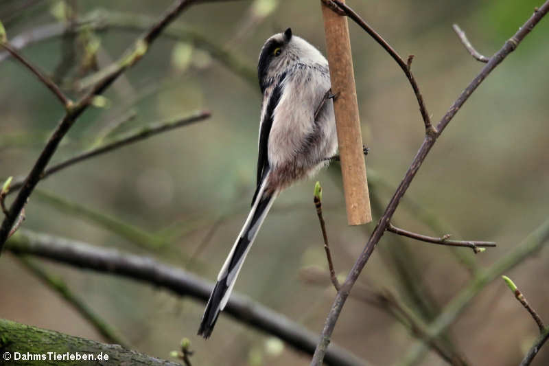 Aegithalos caudatus europaeus