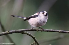 Mitteleuropäische Schwanzmeise (Aegithalos caudatus europaeus) in Finkens Garten, Köln