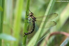 Blaugrüne Mosaikjungfer (Aeshna cyanea) in Finkens Garten (Köln-Rodenkirchen)