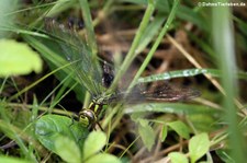 Blaugrüne Mosaikjungfer (Aeshna cyanea) in Finkens Garten (Köln-Rodenkirchen)