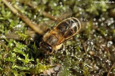 Honigbiene (Apis mellifera) in Finkens Garten, Köln-Rodenkirchen