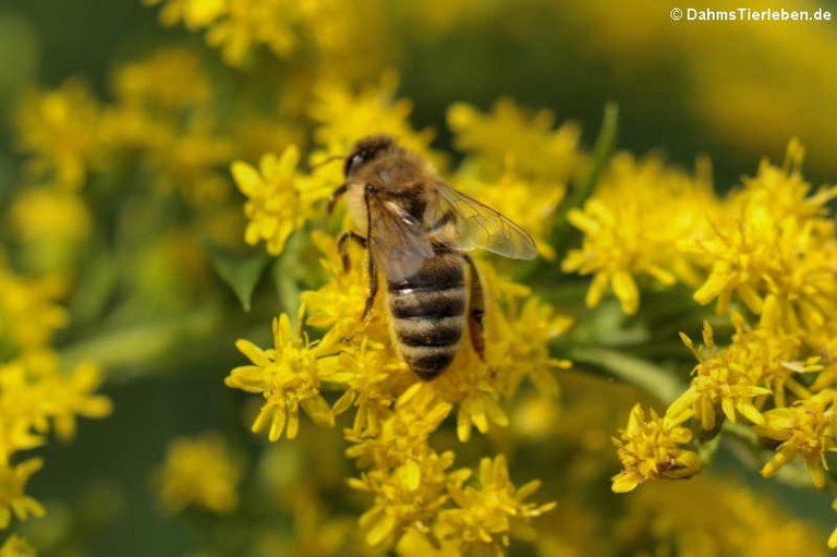 Apis mellifera