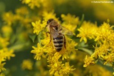 Honigbiene (Apis mellifera) in Finkens Garten, Köln-Rodenkirchen
