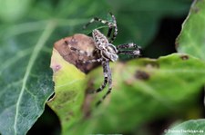 Gartenkreuzspinne (Araneus diadematus) in Finkens Garten, Köln-Rodenkirchen