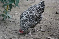 Rheinlandhuhn mit schwarz-weiß gestreiften Federn (gesperbert) in Finkens Garten, Köln-Rodenkirchen