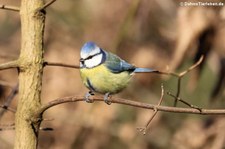 Blaumeise (Cyanistes caeruleus caeruleus) in Finkens Garten, Köln-Rodenkirchen