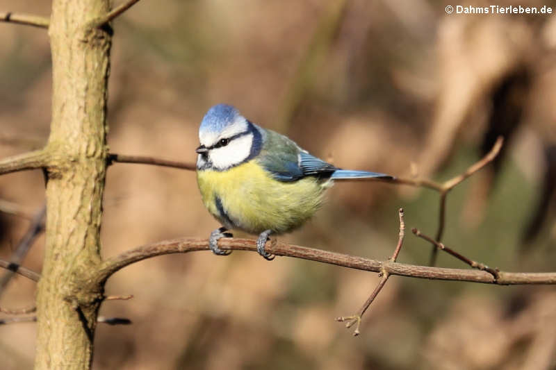 Cyanistes caeruleus caeruleus