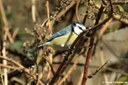 Cyanistes caeruleus caeruleus