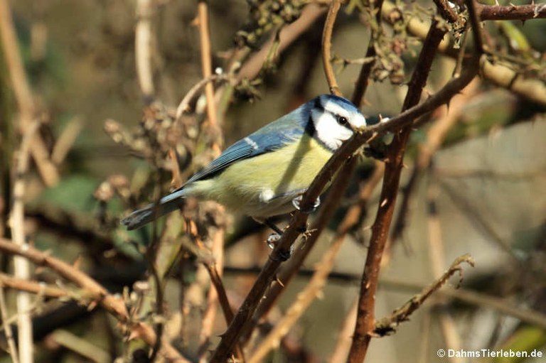 Cyanistes caeruleus caeruleus