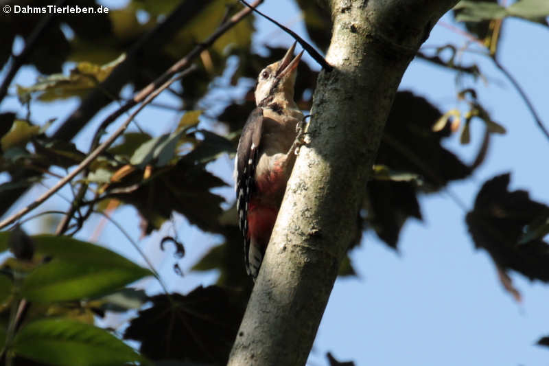 Dendrocopos major