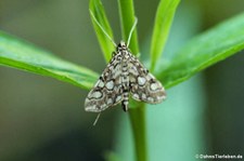 Seerosenzünsler oder Laichkraut-Zünsler (Elophila nymphaeata nymphaeata) in Finkens Garten, Köln-Rodenkirchen