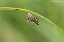 Seerosenzünsler oder Laichkraut-Zünsler (Elophila nymphaeata nymphaeata) in Finkens Garten, Köln-Rodenkirchen