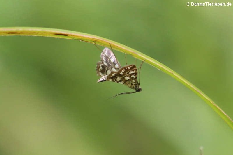 Elophila nymphaeata nymphaeata