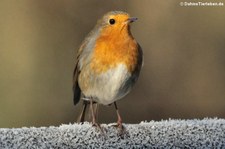 Rotkehlchen (Erithacus rubecula rubecula) in Finkens Garten, Köln Rodenkirchen