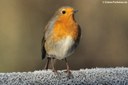 Erithacus rubecula rubecula