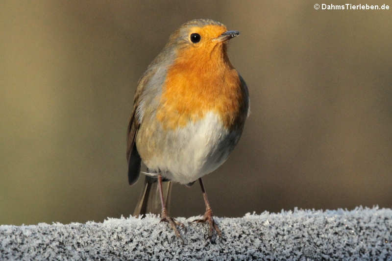 Erithacus rubecula rubecula