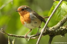 Rotkehlchen (Erithacus rubecula rubecula) in Finkens Garten, Köln Rodenkirchen