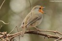 Erithacus rubecula rubecula