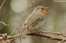 Rotkehlchen (Erithacus rubecula rubecula) in Finkens Garten, Köln Rodenkirchen