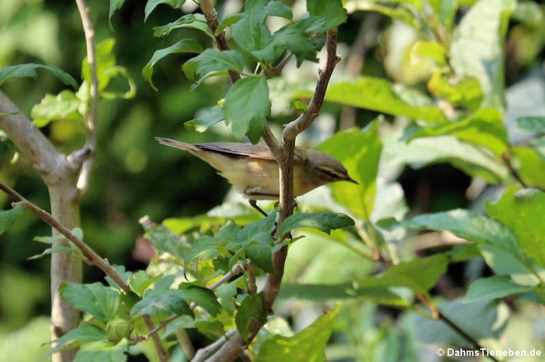 Phylloscopus collybita