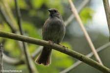 Heckenbraunelle (Prunella modularis) in Finkens Garten, Köln-Rodenkirchen