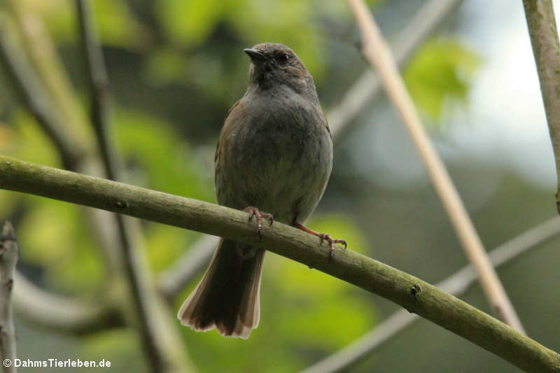 Prunella modularis modularis-2