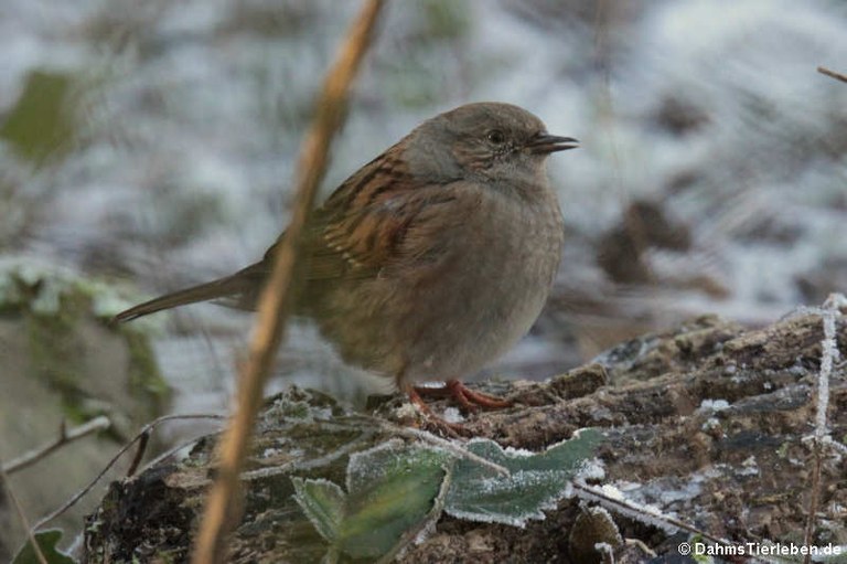 Prunella modularis