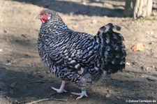 Rheinlandhuhn mit schwarz-weiß gestreiften Federn (gesperbert) in Finkens Garten, Köln-Rodenkirchen