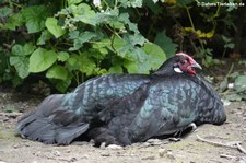 Rheinlandhuhn mit grün-metallischem Gefieder (Käferglanz) in Finkens Garten, Köln-Rodenkirchen