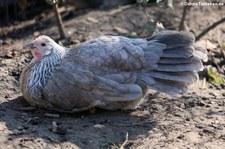 Rheinlandhuhn in Finkens Garten, Köln-Rodenkirchen