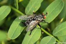 Graue Fleischfliege (Sarcophaga carnaria) in Finkens Garten, Köln-Rodenkirchen