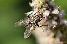 Graue Fleischfliege (Sarcophaga carnaria) in Finkens Garten, Köln-Rodenkirchen