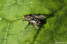 Graue Fleischfliege (Sarcophaga carnaria) in Finkens Garten, Köln-Rodenkirchen