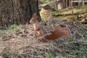 Sciurus vulgaris fuscoater