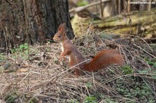 Eichhörnchen (Sciurus vulgaris fuscoater) im Köln-Rodenkirchen (Finkens Garten)