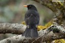 Turdus merula merula