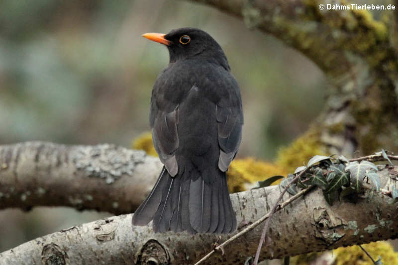 Turdus merula merula