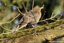 Turdus merula merula