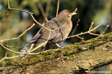 weibliche Amsel (Turdus merula merula) in Finkens Garten, Köln-Rodenkirchen