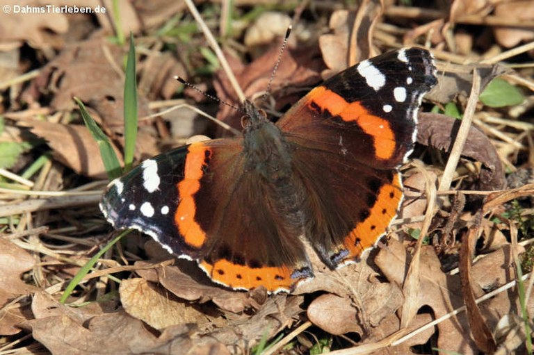 Vanessa atalanta atalanta