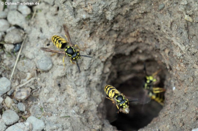 Vespula germanica