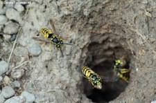 Deutsche Wespen (Vespula germanica) in Finkens Garten, Köln-Rodenkirchen