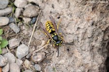 Deutsche Wespe (Vespula germanica) in Finkens Garten, Köln-Rodenkirchen