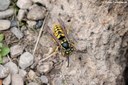 Vespula germanica