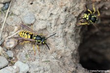 Deutsche Wespen (Vespula germanica) in Finkens Garten, Köln-Rodenkirchen