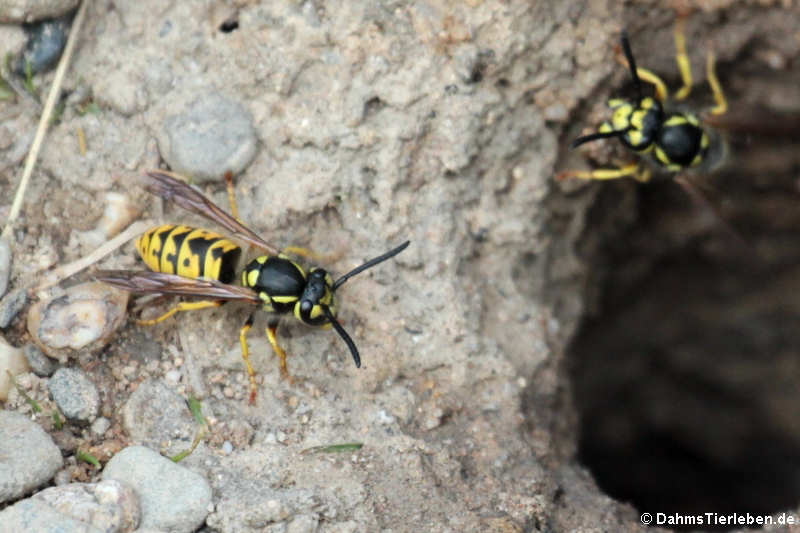 Vespula germanica-4