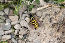 Deutsche Wespe (Vespula germanica) in Finkens Garten, Köln-Rodenkirchen