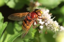 Hornissenschwebfliege (Volucella zonaria) in Finkens Garten, Köln-Rodenkirchen