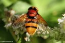 Volucella zonaria